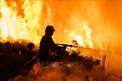 Incendios forestales en muchas localidades de España - ảnh 1