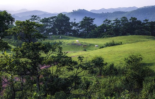 Caballos blancos en la colina de Khau Sao  - ảnh 2