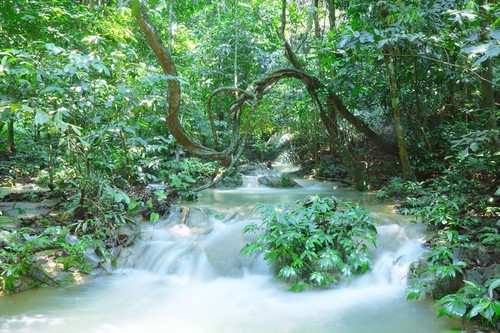 Cuc Phuong, el mejor parque nacional de Asia en 2021 - ảnh 6