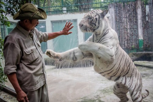 Tran Ngoc Luan, un experimentado entrenador de tigres en Parque Zoológico  - ảnh 1