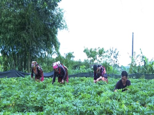 Plantas medicinales, garantía de prosperidad en las zonas montañosas de Lai Chau - ảnh 1