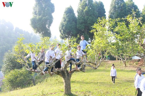 雪茶（Shan Tuyet）の栽培発展に励むカオボ村 - ảnh 2