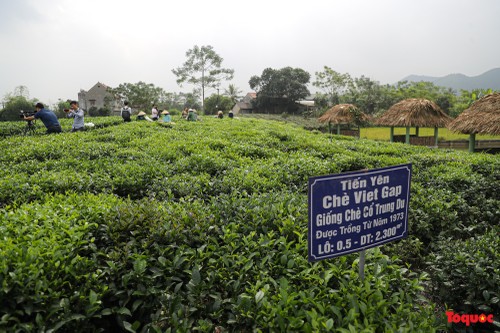 タンクオン茶の商標作りと観光発展を結びつける - ảnh 1