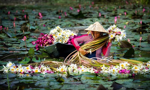 ベトナムの自然を感じられる音楽 - ảnh 1