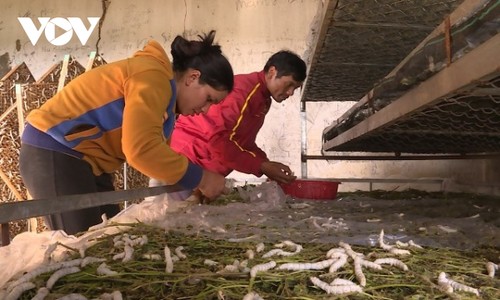 ラムドン省の住民ら、桑栽培と養蚕で安定収入を得る - ảnh 1