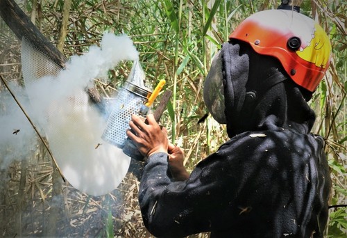 ウミンハの森での蜂蜜を採取する職業 - ảnh 2