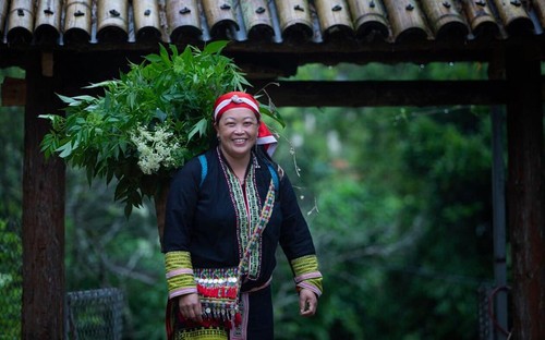 ザオ族の女性 伝統的な薬草風呂を商品化 貧困解消を図る - ảnh 1