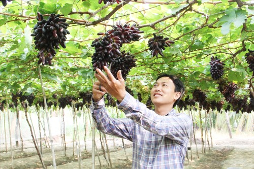 種なし黒ブドウの開発に励むニントゥアン省 - ảnh 2