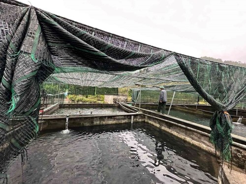 カオバン省ハークアン県における冷水魚養殖の開発 - ảnh 2