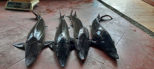 カオバン省ハークアン県における冷水魚養殖の開発 - ảnh 1