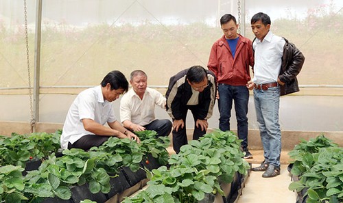 Kesan tentang wisata pertanian  berteknologi  tinggi di kota Da Lat, provinsi Lam Dong - ảnh 3