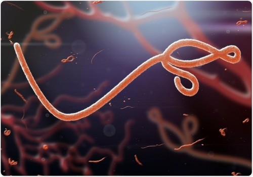 WHO menyatakan wabah Ebola di Republik Demokrasi Kongo berhenti - ảnh 1