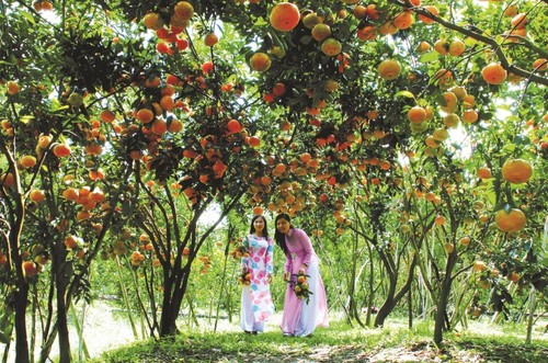 Mengunjungi Kebun pohon buah-buahan Vam Xang, Kabupaten Phong Dien, Kota Can Tho - ảnh 1