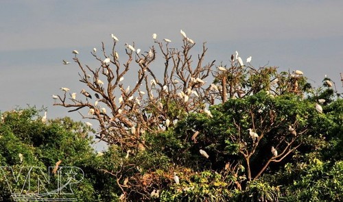 Pulau burung Bangau Chi Lang Nam-destinasi bagi para wisatawan - ảnh 1