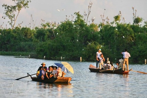 Pulau burung Bangau Chi Lang Nam-destinasi bagi para wisatawan - ảnh 4