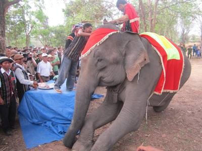 Elephant taming job of the M’Nong - ảnh 2