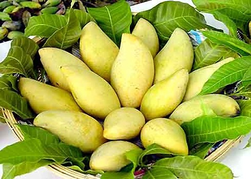 Mekong Delta seeks to brand its export fruits - ảnh 2