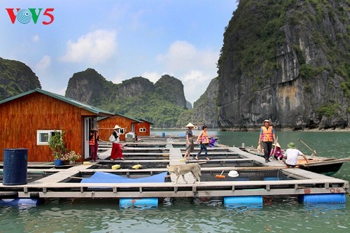 Living in harmony with the sea: means of subsistence on Ha Long Bay - ảnh 1
