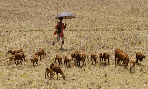 Humid heat waves in Southern Asia likely to kill even healthy people - ảnh 1
