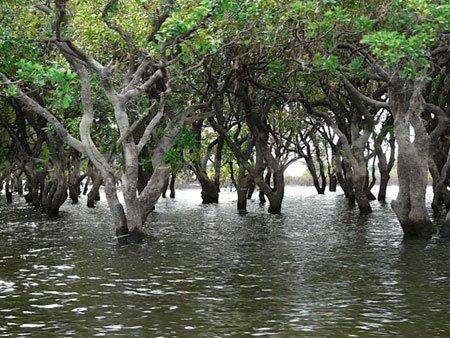 Mangrove co-management model helps restore forest belt along coast line - ảnh 1