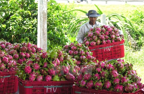  Vietnamese dragon fruit available on Australian shelves - ảnh 1