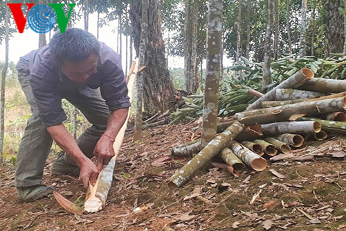 Cinnamon trees secure stable income for Bao Yen people  - ảnh 1