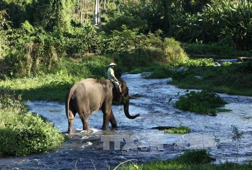 Dak Lak tries to conserve its elephant herds - ảnh 1