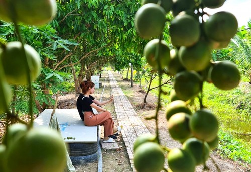 U Minh’s yellow strawberry gardens become tourist attraction - ảnh 2