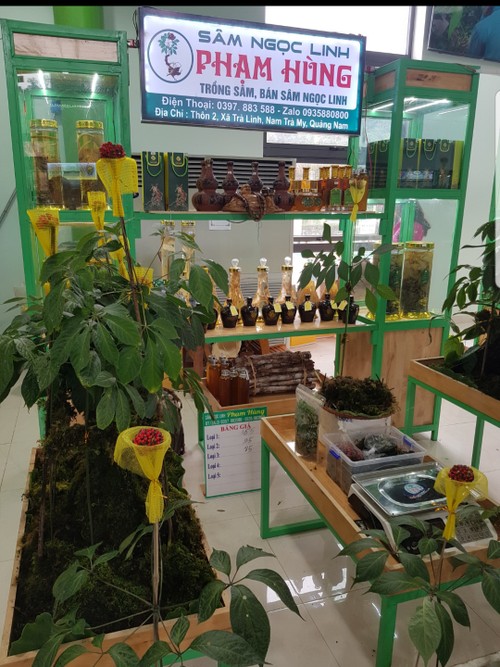 Quang Nam province finds ways to promote Ngoc Linh ginseng internationally - ảnh 2