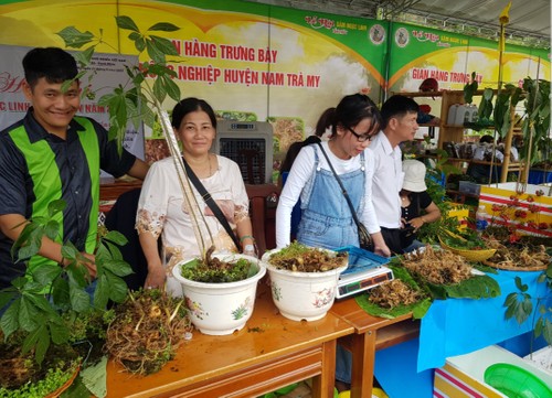 Quang Nam province finds ways to promote Ngoc Linh ginseng internationally - ảnh 3