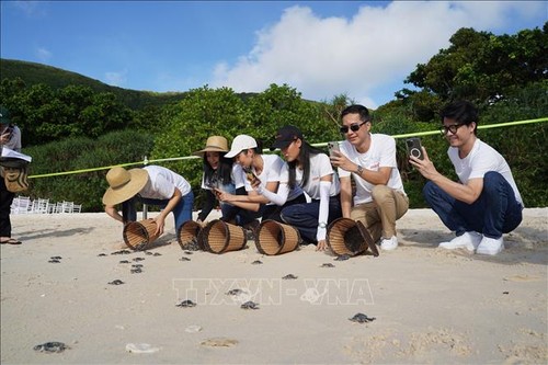 Fund-raising campaign launched to conserve Con Dao sea turtles - ảnh 1