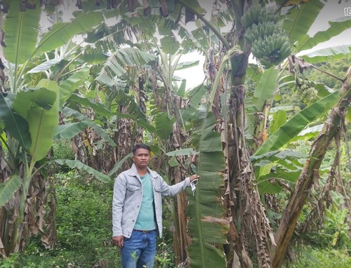 Co Tu ethnics escape poverty by growing Siamese banana trees - ảnh 1