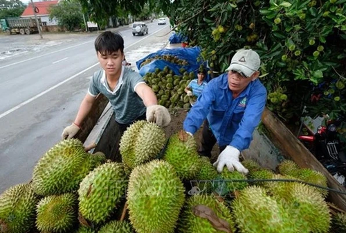 Vietnam likely to earn record 5.6 billion USD from fruit, vegetable exports this year  - ảnh 1