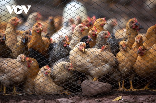 Raising Tien Yen chickens helps farmers escape poverty  - ảnh 1
