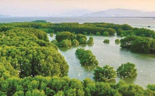 “Bird Islet Ecological Area” creates a green oasis in Binh Dinh - ảnh 2