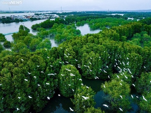 “Bird Islet Ecological Area” creates a green oasis in Binh Dinh - ảnh 6