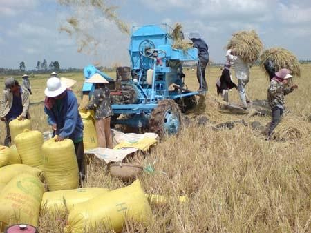  越南经济2012年的重要支柱——农业    - ảnh 2