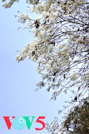 纯洁的白色黄檀树花 - ảnh 6