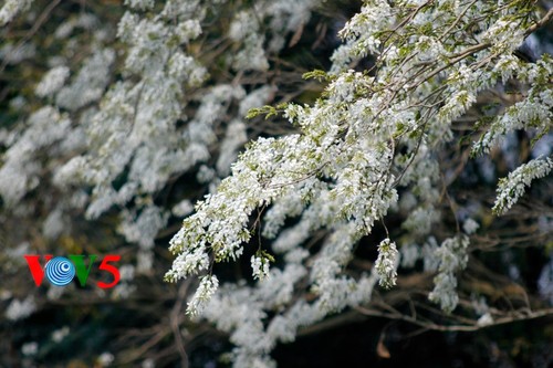 纯洁的白色黄檀树花 - ảnh 7