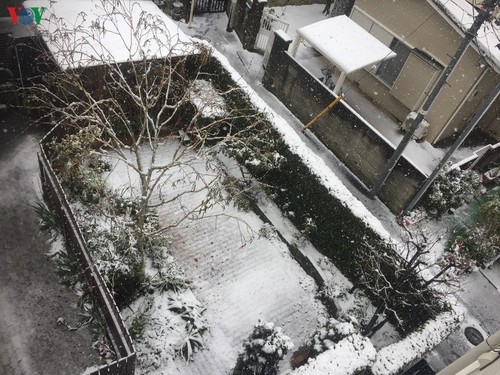Chiêm ngưỡng vẻ đẹp của tuyết rơi giữa mùa xuân tại Nhật Bản - ảnh 12