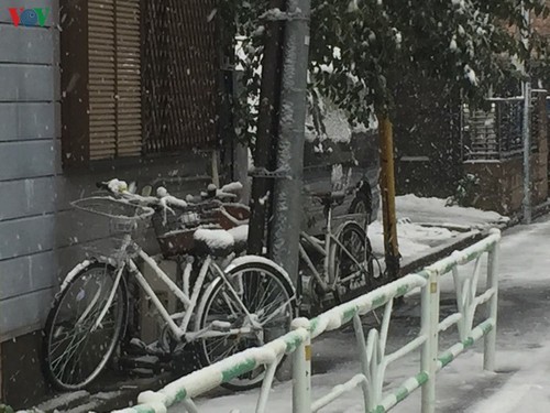Chiêm ngưỡng vẻ đẹp của tuyết rơi giữa mùa xuân tại Nhật Bản - ảnh 2