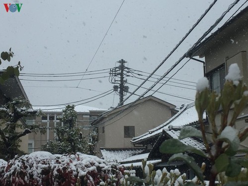 Chiêm ngưỡng vẻ đẹp của tuyết rơi giữa mùa xuân tại Nhật Bản - ảnh 5