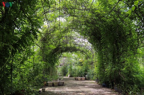 Lạc vào “khu vườn cổ tích” rực rỡ sắc hồng tường vi ở Hà Nội - ảnh 10