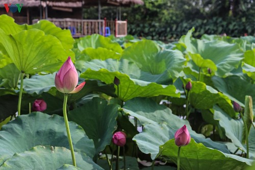 Lạc vào “khu vườn cổ tích” rực rỡ sắc hồng tường vi ở Hà Nội - ảnh 12