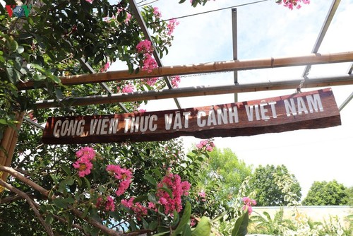 Lạc vào “khu vườn cổ tích” rực rỡ sắc hồng tường vi ở Hà Nội - ảnh 1