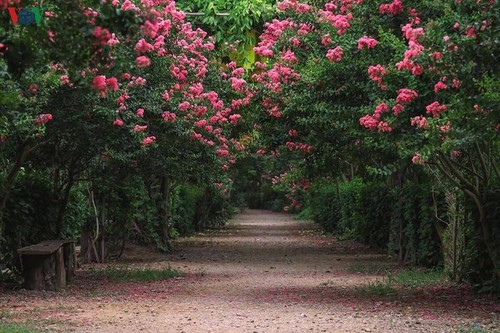 Lạc vào “khu vườn cổ tích” rực rỡ sắc hồng tường vi ở Hà Nội - ảnh 2