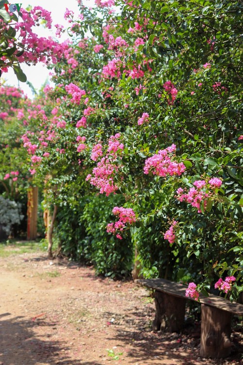 Lạc vào “khu vườn cổ tích” rực rỡ sắc hồng tường vi ở Hà Nội - ảnh 3