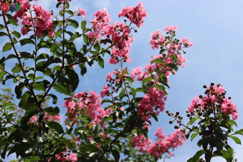Lạc vào “khu vườn cổ tích” rực rỡ sắc hồng tường vi ở Hà Nội - ảnh 4