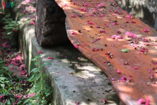 Lạc vào “khu vườn cổ tích” rực rỡ sắc hồng tường vi ở Hà Nội - ảnh 5
