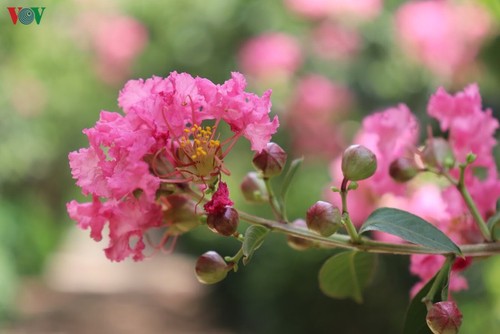 Lạc vào “khu vườn cổ tích” rực rỡ sắc hồng tường vi ở Hà Nội - ảnh 6